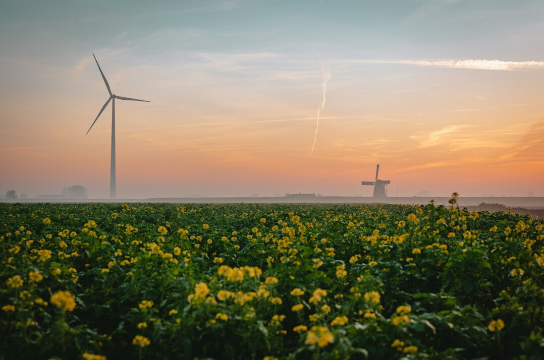 wind turbines in field